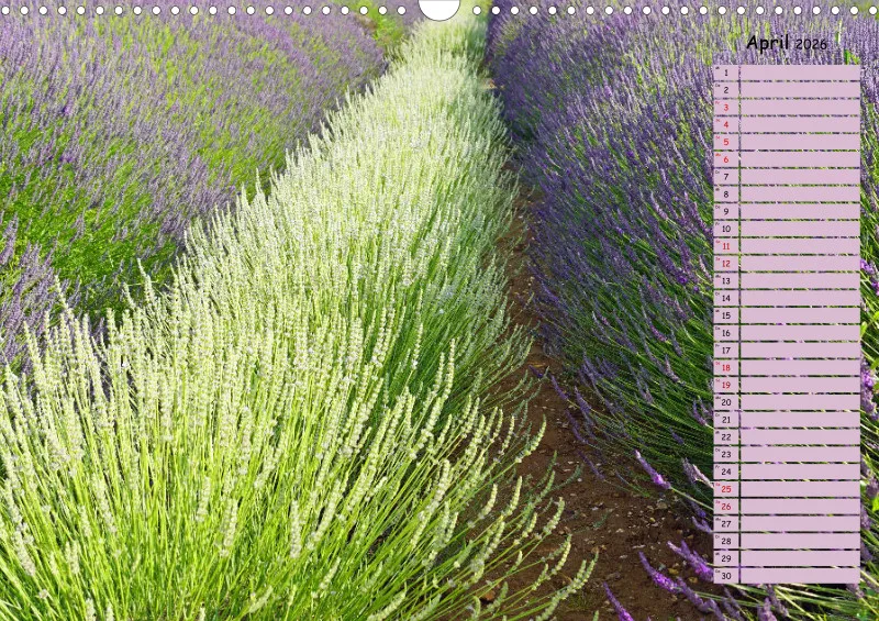 2026 A3 Terminplaner Farbzauber Lavendel