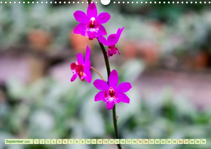 2026 A3 Farbzauber Orchideen