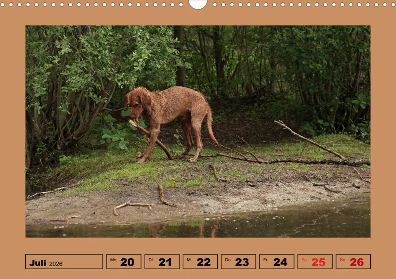 2026 A3 Wochenkalender Faszination Magyar Vizsla
