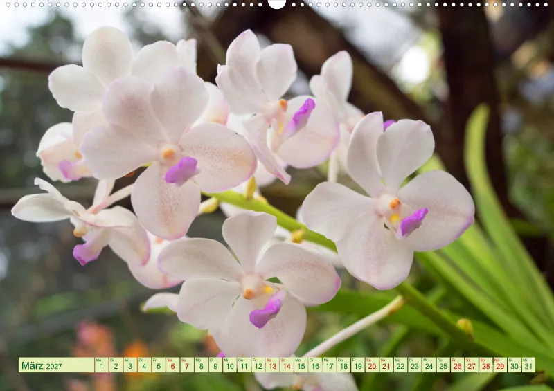 2027 A2 Farbzauber Orchideen