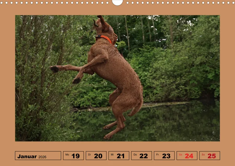 2026 A3 Wochenkalender Faszination Magyar Vizsla