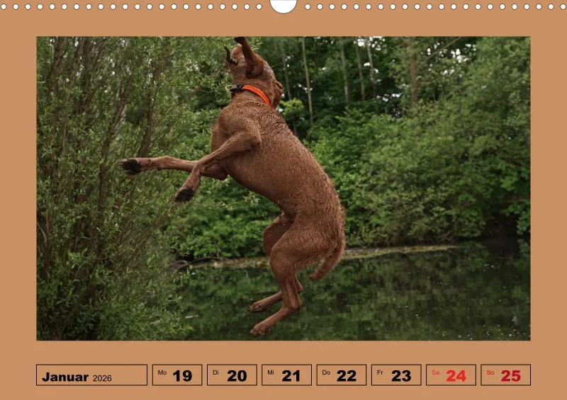 2026 A3 Wochenkalender Faszination Magyar Vizsla