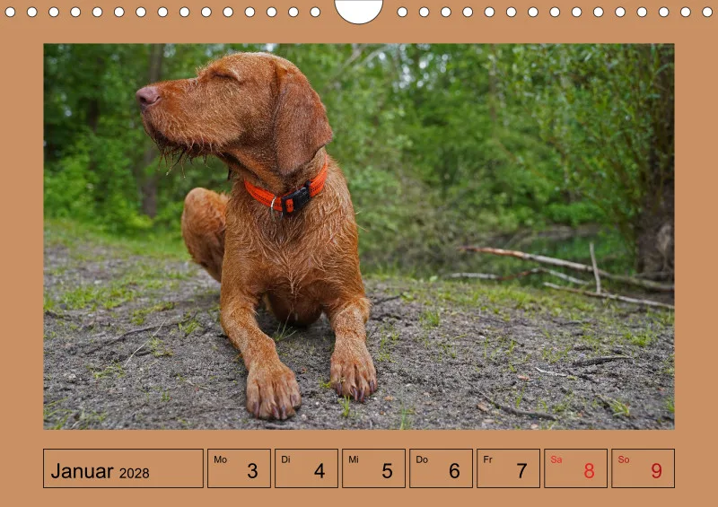 2027 A4 Wochenkalender Faszination Magyar Vizsla