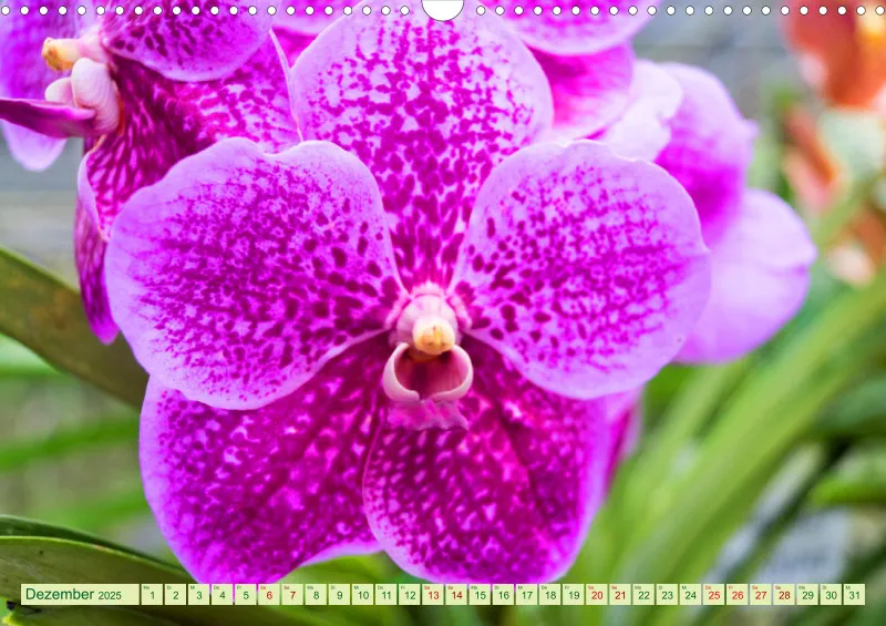 2025 A3 Farbzauber Orchideen