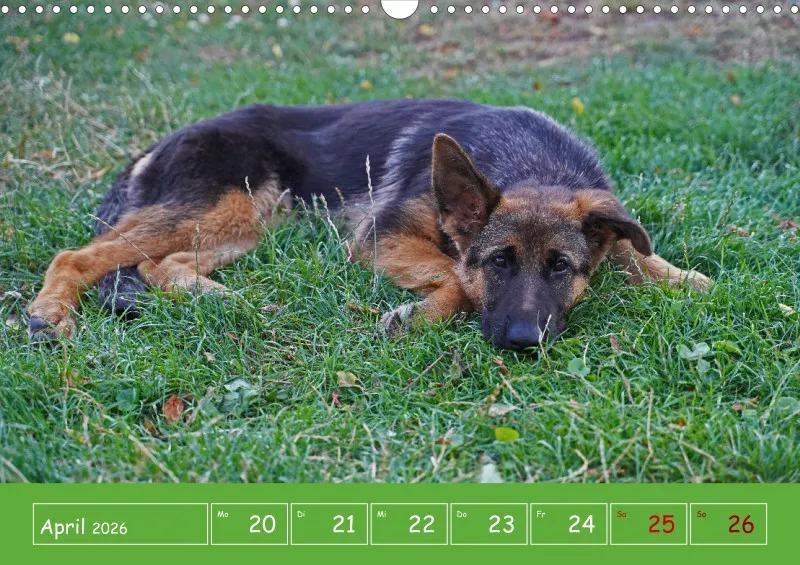 A3 2026 Wochenkalender Schäferhund