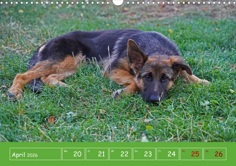 A3 2026 Wochenkalender Schäferhund