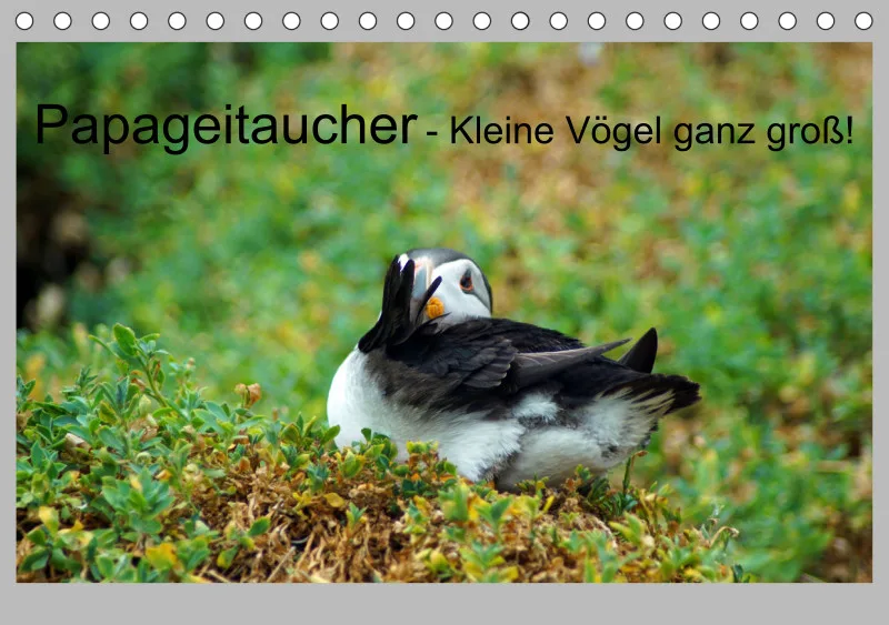 2025 Tischkalender A5 Papageitaucher - Kleine Vögel ganz groß!