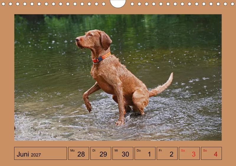 2027 A4 Wochenkalender Faszination Magyar Vizsla