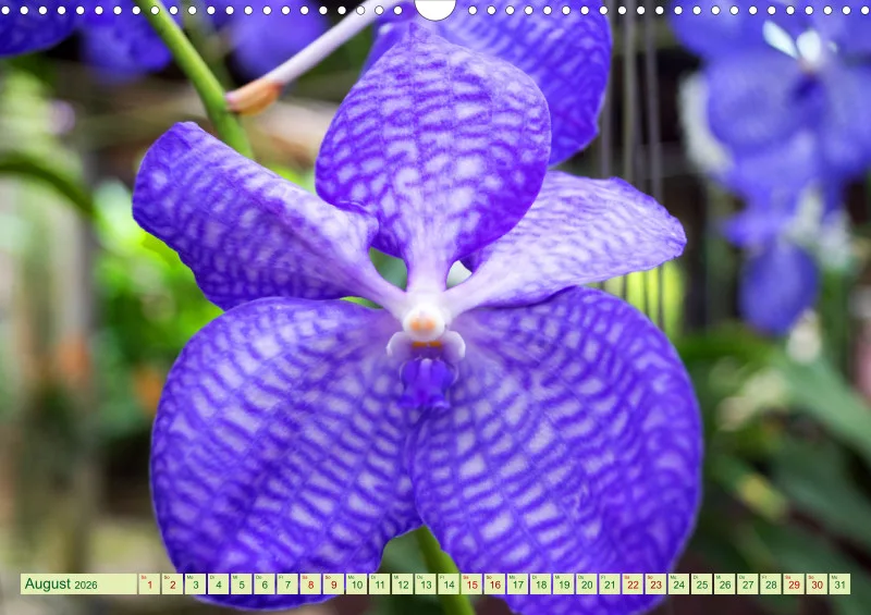 2026 A3 Farbzauber Orchideen