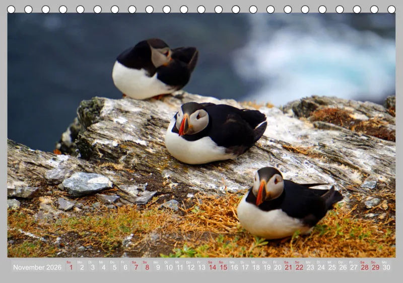 2026 Tischkalender A5 Papageitaucher - Kleine Vögel ganz groß!