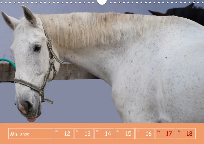 2025 A3 Faszination Reitsport - Wochenkalender