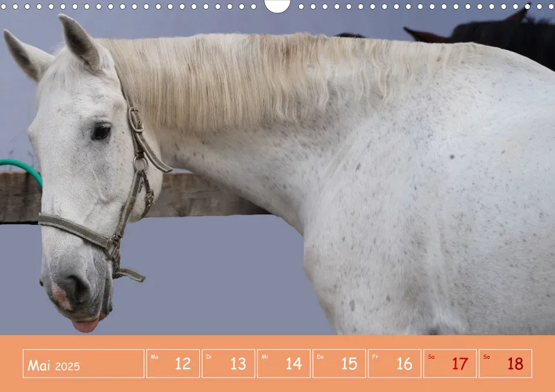 2025 A3 Faszination Reitsport - Wochenkalender
