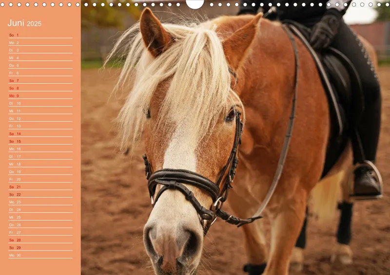 2025 A3 Haflinger Mifisto und Reiterin