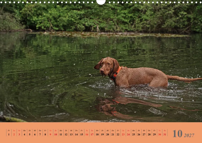 2027 A3 Faszination Magyar Vizsla