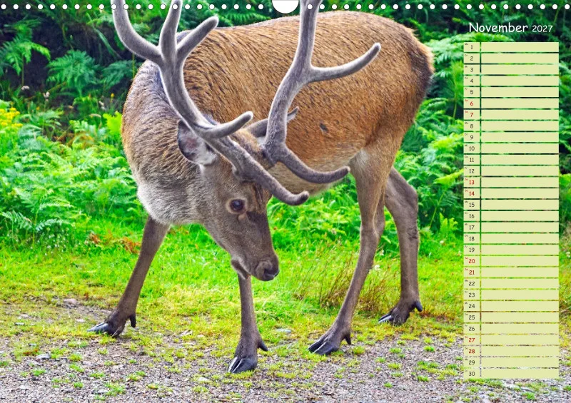 2027 A3 Hirsche in Schottland