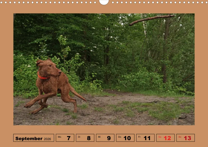 2026 A3 Wochenkalender Faszination Magyar Vizsla