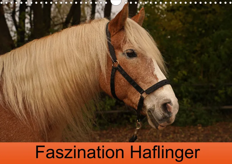 2027 Planer A3 Faszination Haflinger