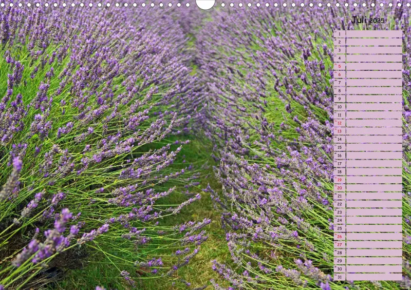 2025 A3 Terminplaner Farbzauber Lavendel