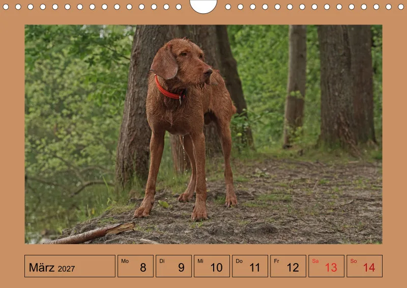 2027 A4 Wochenkalender Faszination Magyar Vizsla