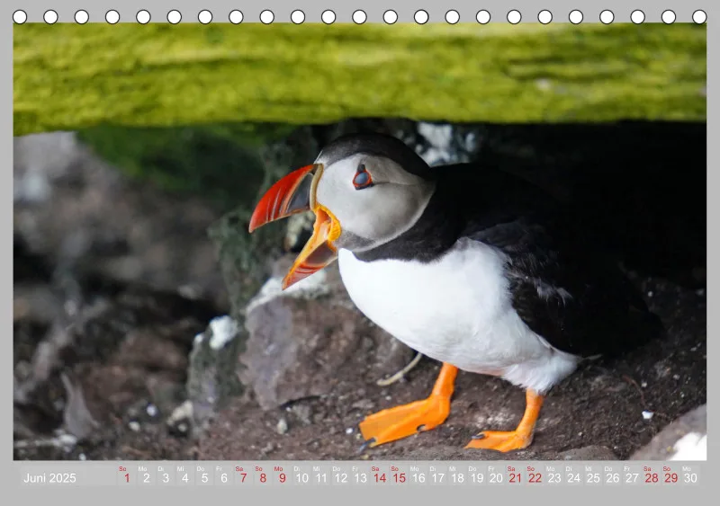 2025 Tischkalender A5 Papageitaucher - Kleine Vögel ganz groß!