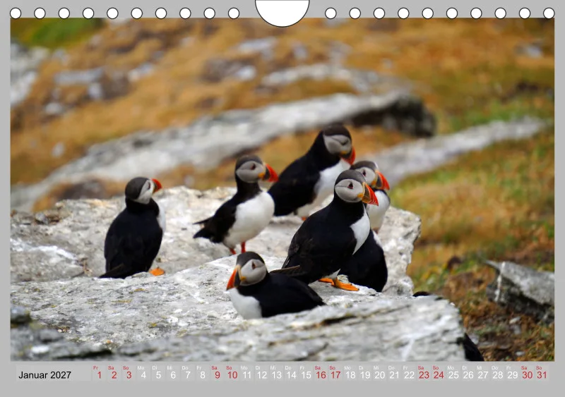 2027 Tischkalender A5 Papageitaucher - Kleine Vögel ganz groß!