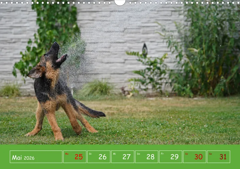 A3 2026 Wochenkalender Schäferhund