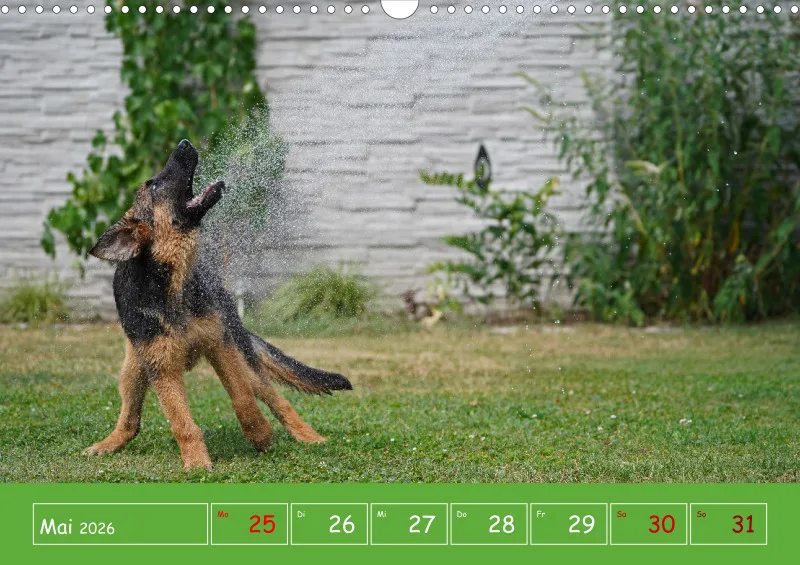 A3 2026 Wochenkalender Schäferhund