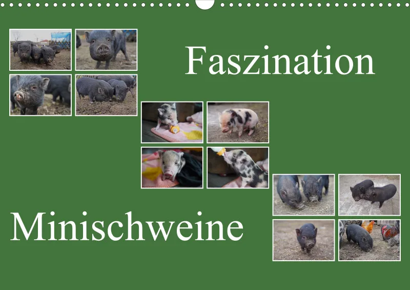 2027 A3 Faszination Minischweine