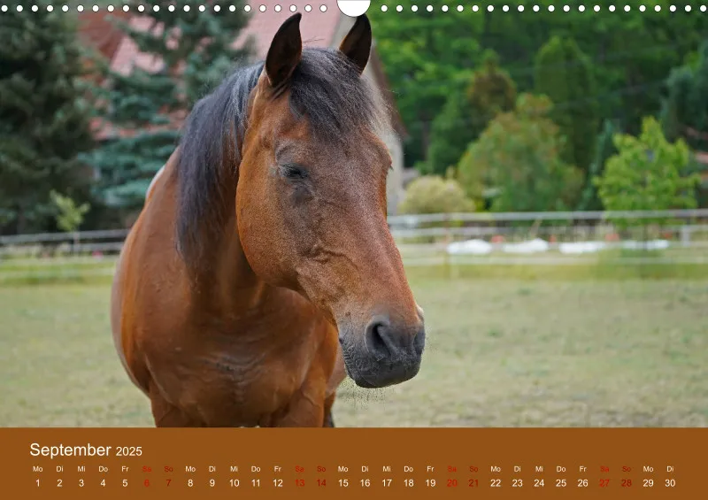 2025 A3 Faszination Trakehner