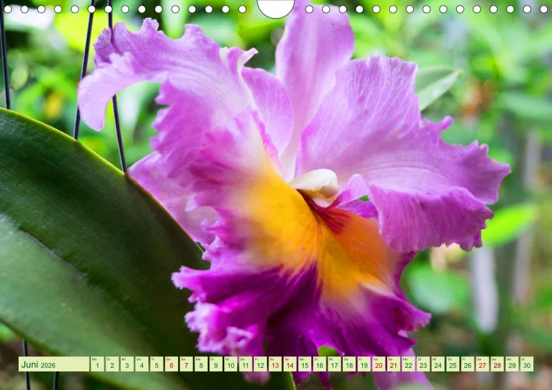 2026 A4 Farbzauber Orchideen