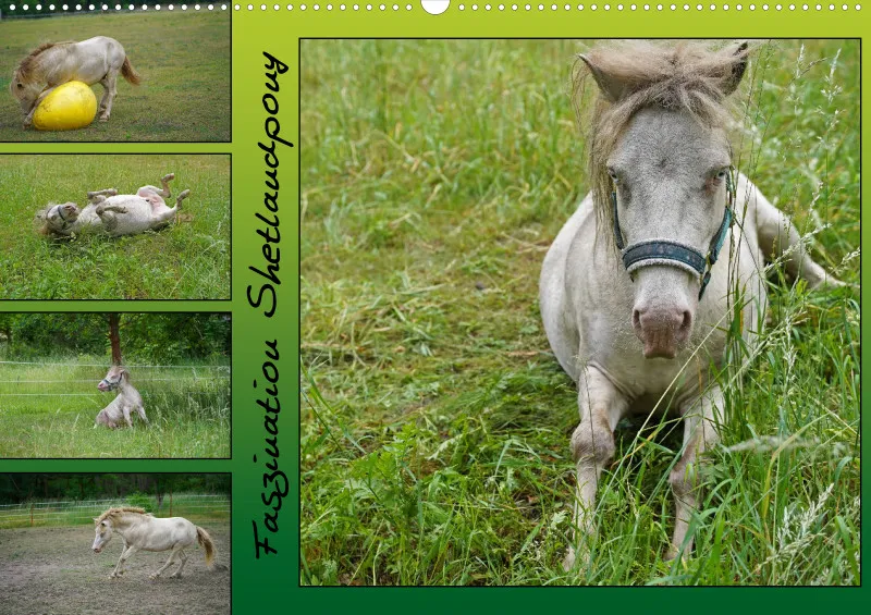 2025 A2 Faszination Shetlandpony