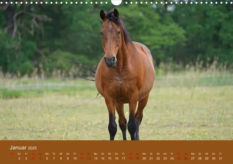 2025 A3 Faszination Trakehner