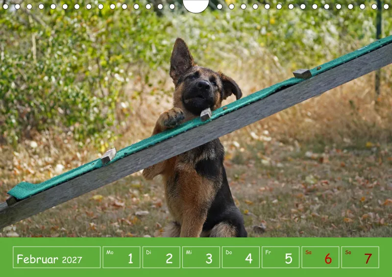 A4 2027 Wochenkalender Schäferhündin