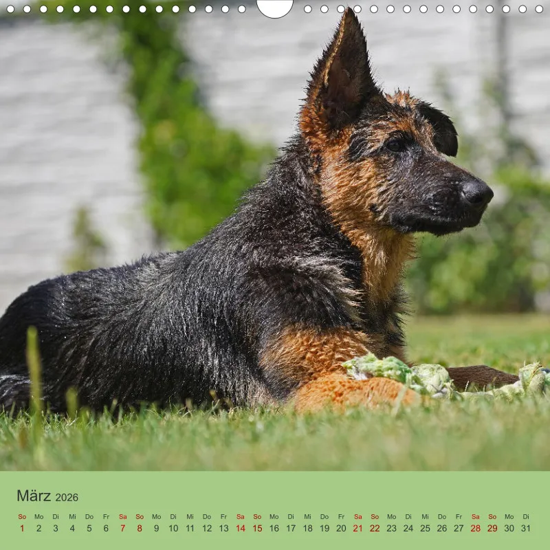 Quadrat 30x30 2026 Schäferhund