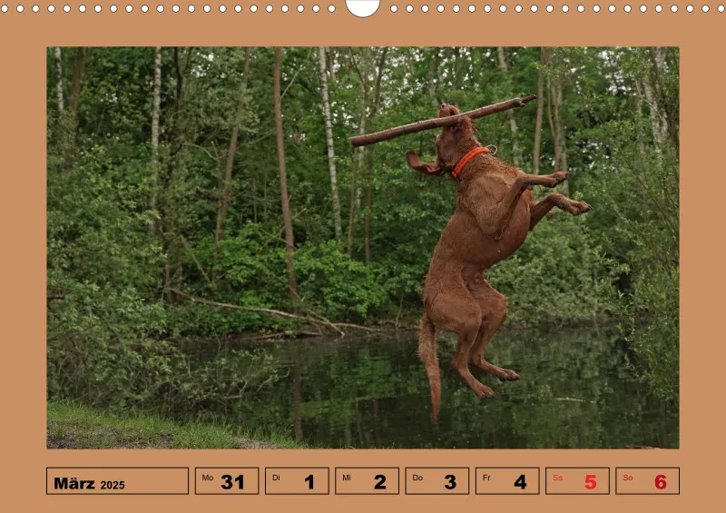 2025 A3 Wochenkalender Faszination Magyar Vizsla