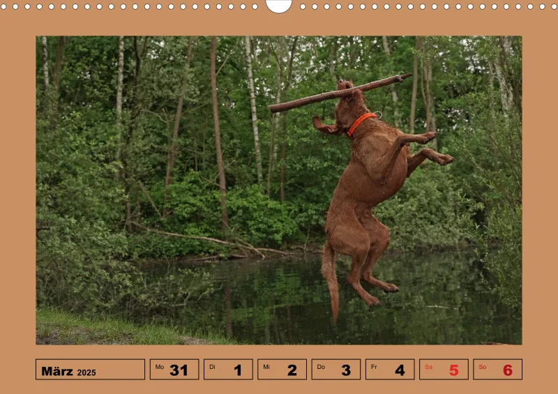 2025 A3 Wochenkalender Faszination Magyar Vizsla