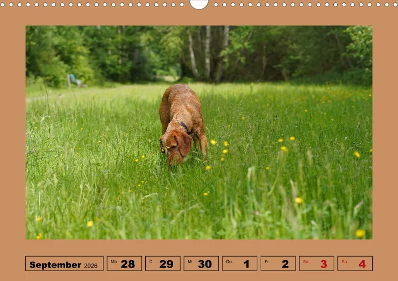 2026 A3 Wochenkalender Faszination Magyar Vizsla