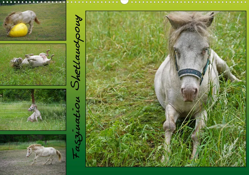 2026 A2 Faszination Shetlandpony