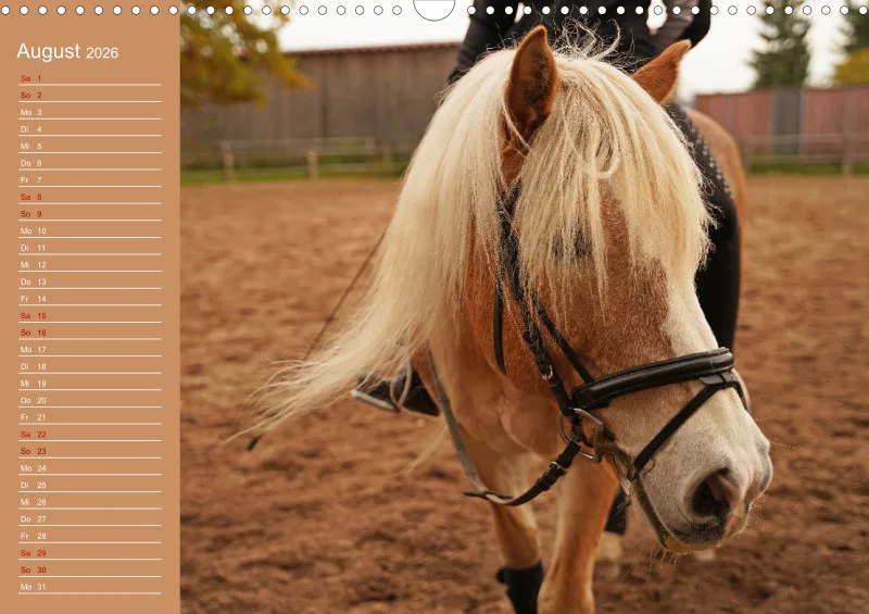 2026 A3 Faszination Haflinger