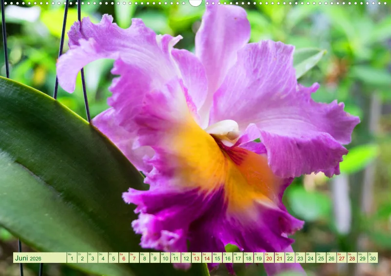 2026 A2 Farbzauber Orchideen