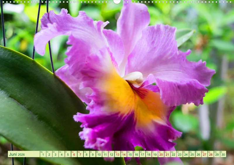 2026 A2 Farbzauber Orchideen