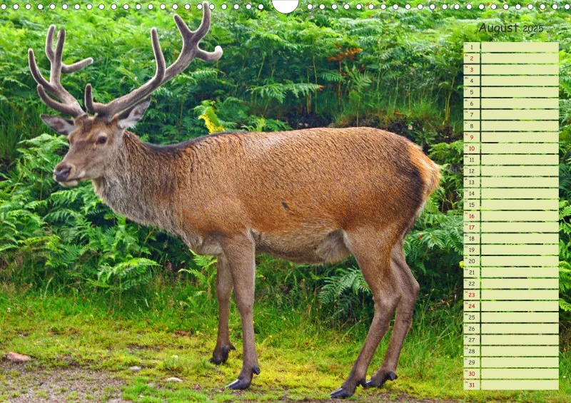 2025 A3 Hirsche in Schottland