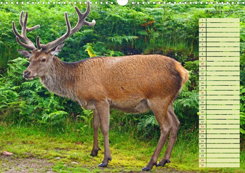 2025 A3 Hirsche in Schottland