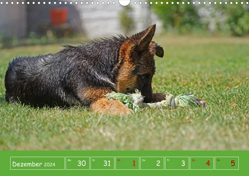 A3 2025 Wochenkalender Schäferhund