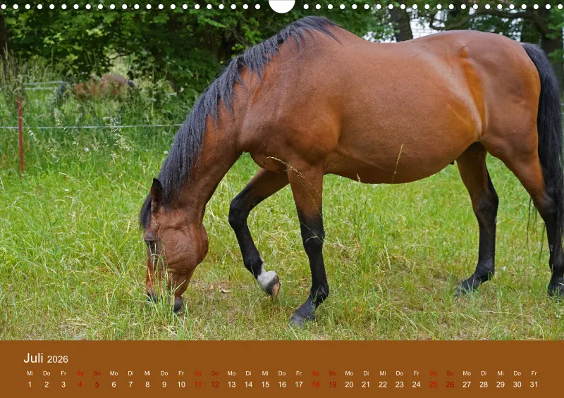 2026 A3 Faszination Trakehner
