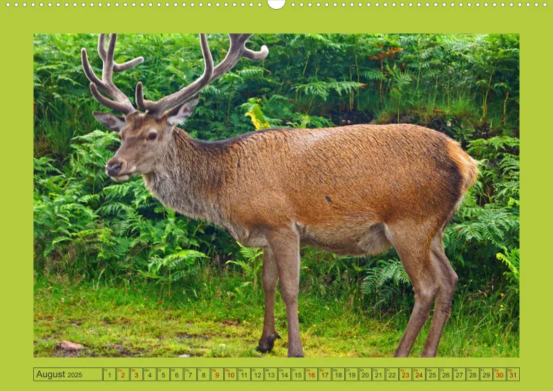 2025 A2 Hirsche in Schottland