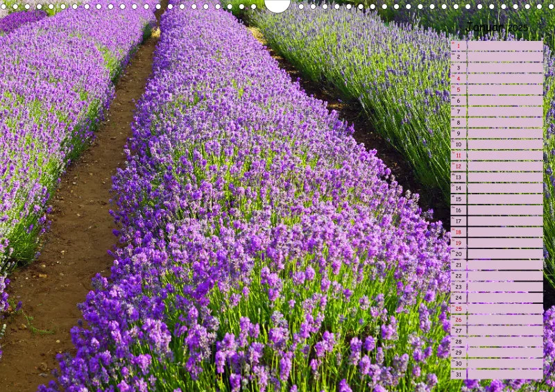 2025 A3 Terminplaner Farbzauber Lavendel