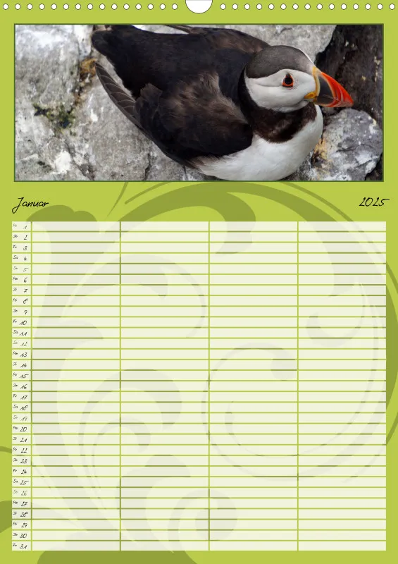 2025 A3 Papageitaucher-Kleine Vögel im Frack!