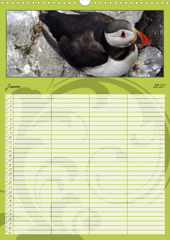 2025 A3 Papageitaucher-Kleine Vögel im Frack!