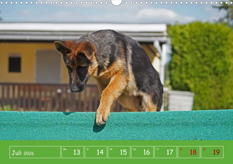 A3 2026 Wochenkalender Schäferhund